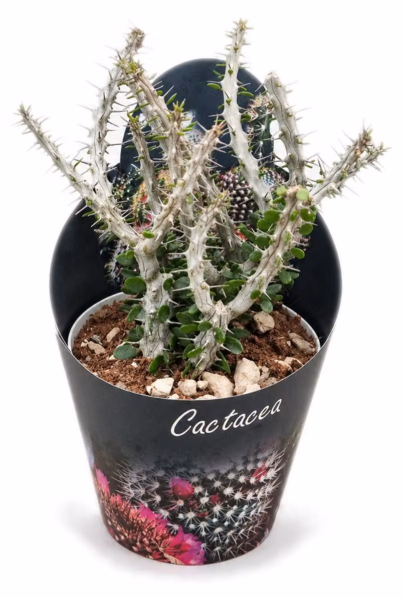 Alluaudia procera - Albero polipo - Rarità - 14cm vaso - 35cm alto