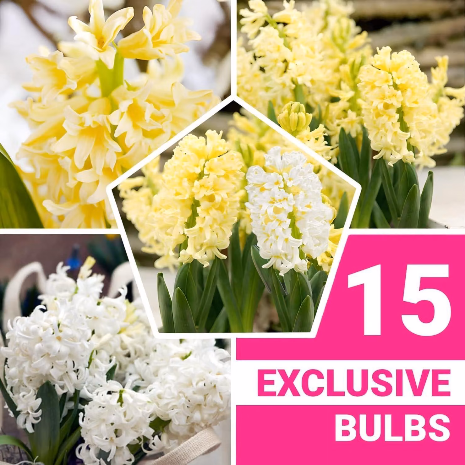 Bulbi di giacinto, resistenti al freddo invernale, perenni - Mix di colori giallo e bianco - 15 bulbi - Profumatissimi bulbi da fiore - 3 colori - Piante provenienti dai Paesi Bassi - Adatti per giardino, vaso o terrina (bulbi di grandi dimensioni, non se