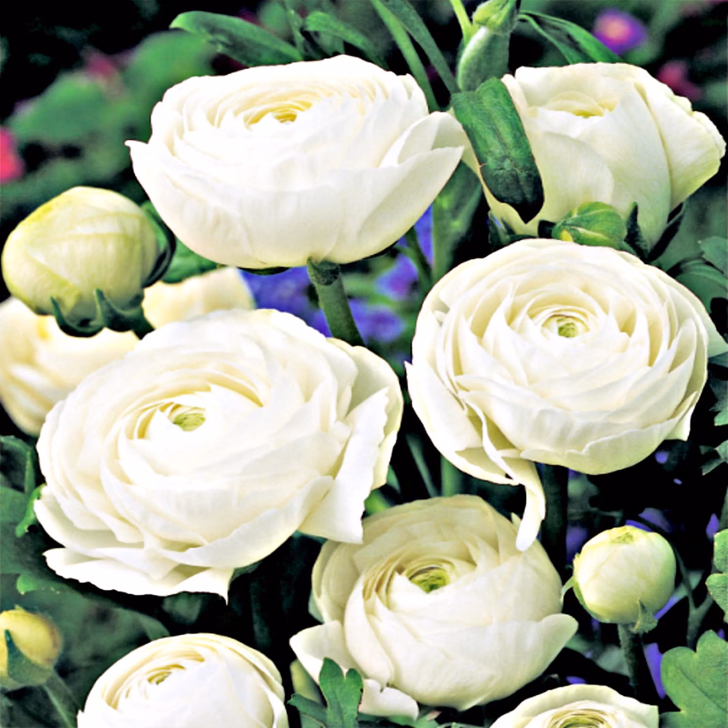 Ranunculus Ranuncolo bianco 5 pz Ranuncoli piantina piantine Tuberi