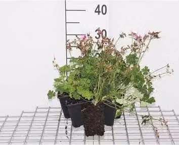 6 x Geranio cant. 'Karmina' - Geranio - vaso 9 x 9 cm