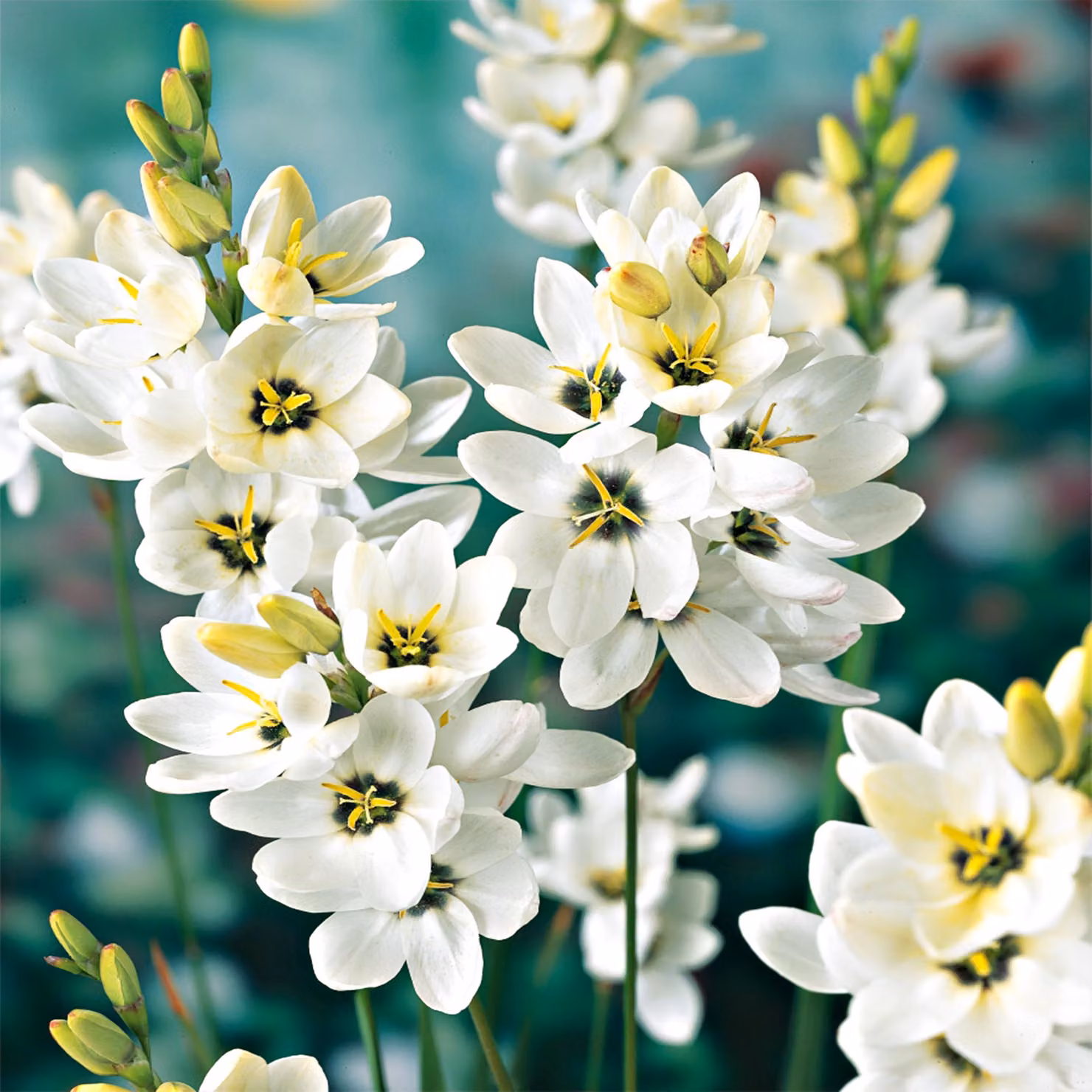 Ixia Bulbi Fiori Bellflower Corn Lily Giant 10 pz.