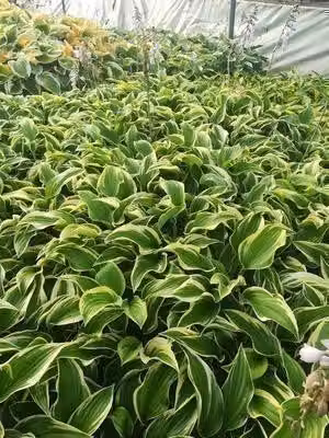 6 x Hosta hybr. 'Mama Mia' - Hosta - vaso 9 x 9 cm
