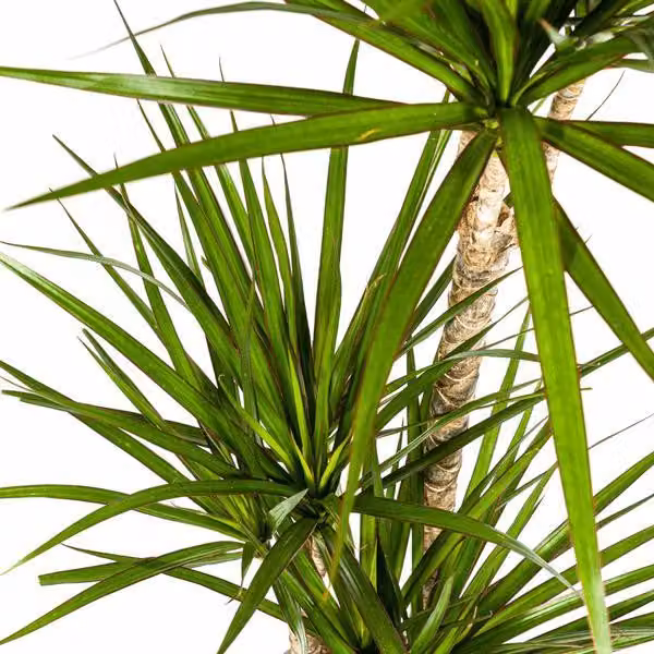 Dracaena Marginata Green - Dracaena - Pianta da appartamento Ø21cm Ø110-130cm