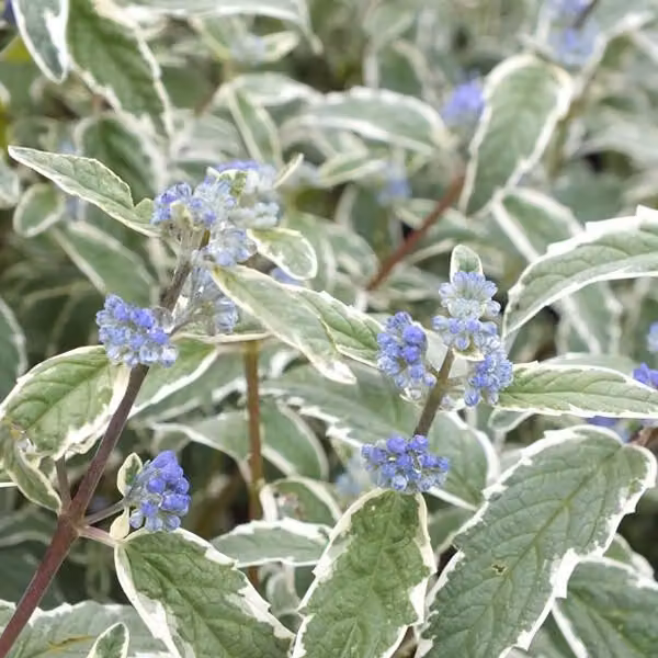 2 piante di Caryopteris 'White Surprise' | Altezza: 30-40 cm, fornite in vaso