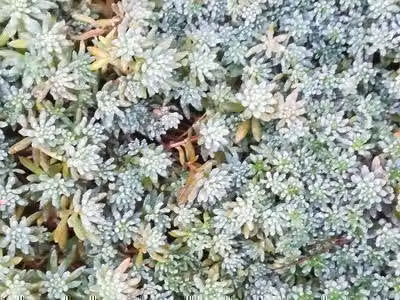 6 x Sedum hispanicum ('Glaucum') - foglia grassa - vaso 9 x 9 cm