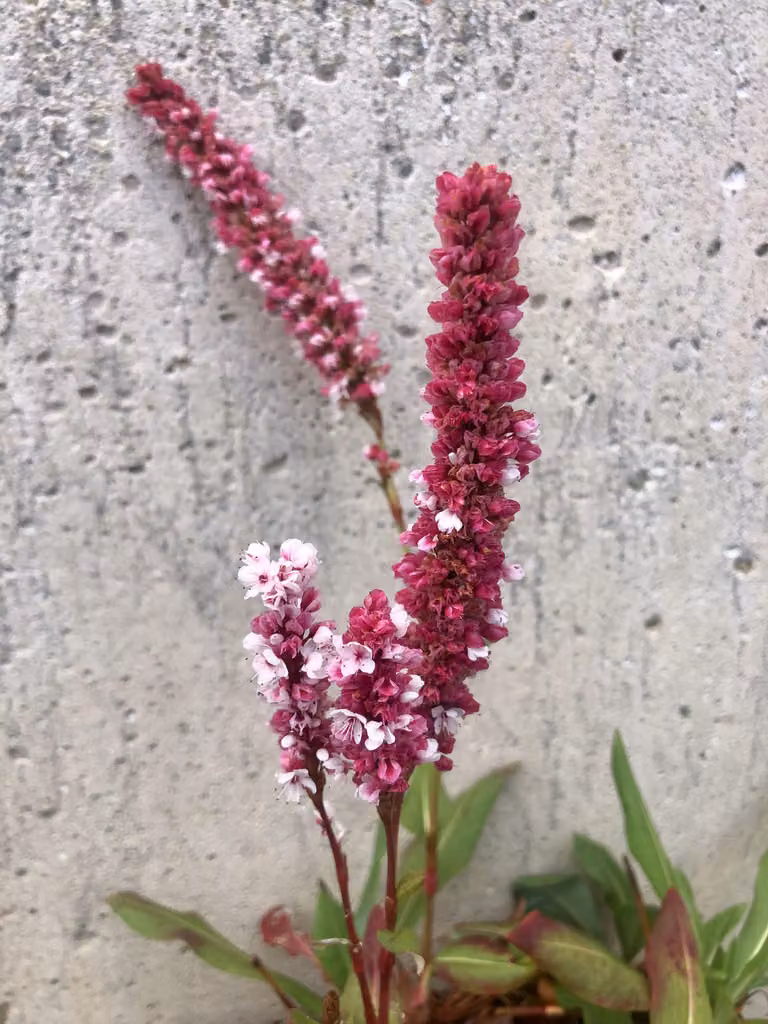 6 x Persicaria Affinis 'Superba' - Nodo delle candele - vaso 9x9 cm