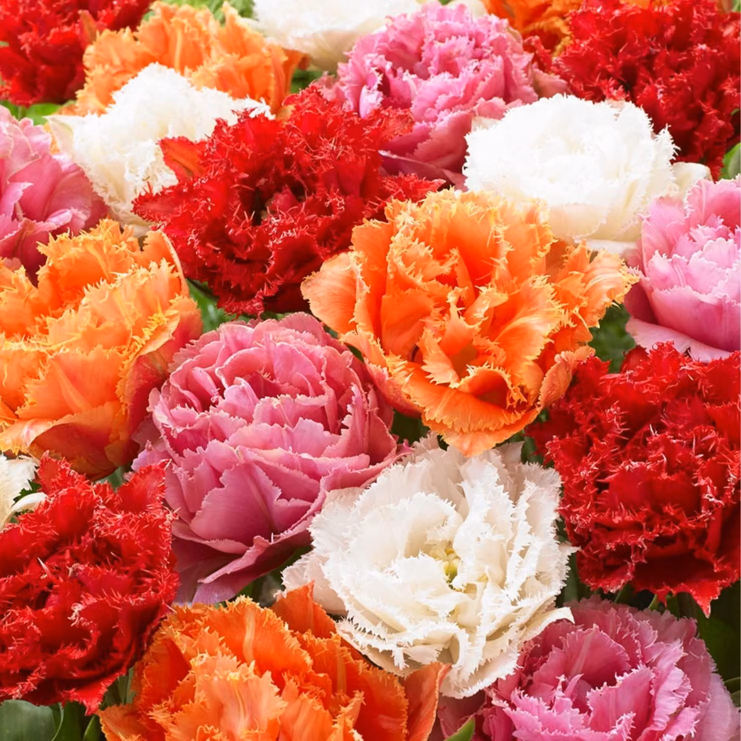 Bulbi di tulipano resistenti al freddo, perenni - Collezione a doppia fioritura - 20 bulbi di tulipano - Piante provenienti dall'Olanda - Tulipani per giardino, vasi e balconi (bulbi grandi, senza semi, non prodotti artificialmente)