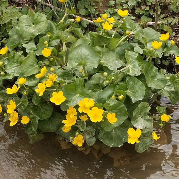 6 piante di Ranuncolo acquatico (Caltha palustris), in vaso da 9x9 cm