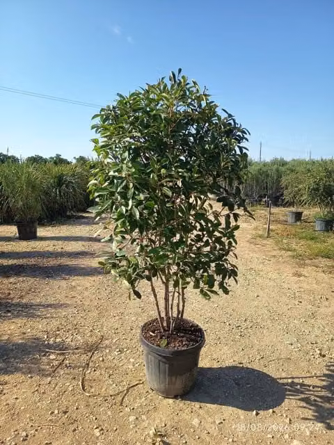 PHOTINIA FRASERI MULTITRONCO 50 1/4 FUSTO RED ROBIN