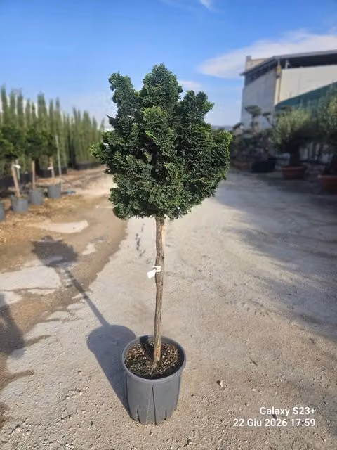 Chamaecyparis Obtusa Nana Gracilis Arbustivo Ornamentale Verde Vivaio Garden Forest