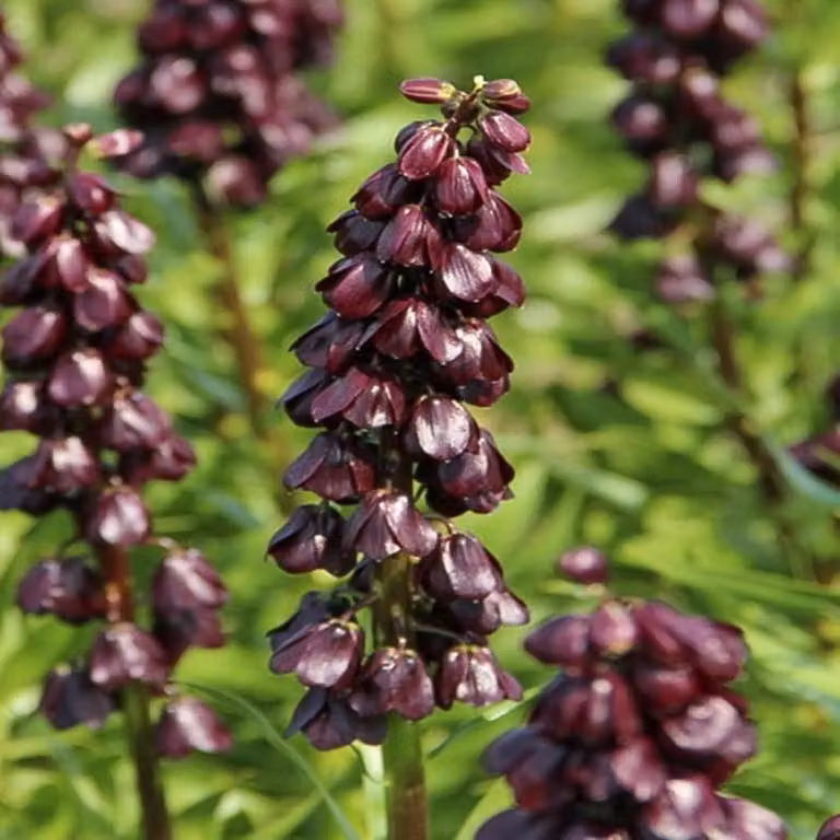 Bulbi da fiore Bulbi da fiore Fritillaria Chess Flower Purple Dynamite 1 pz.