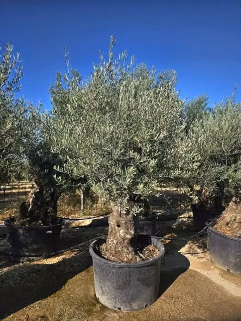Olea Europaea Bonsai Vivaio Garden Forest in vaso, pianta ornamentale per interno ed esterno