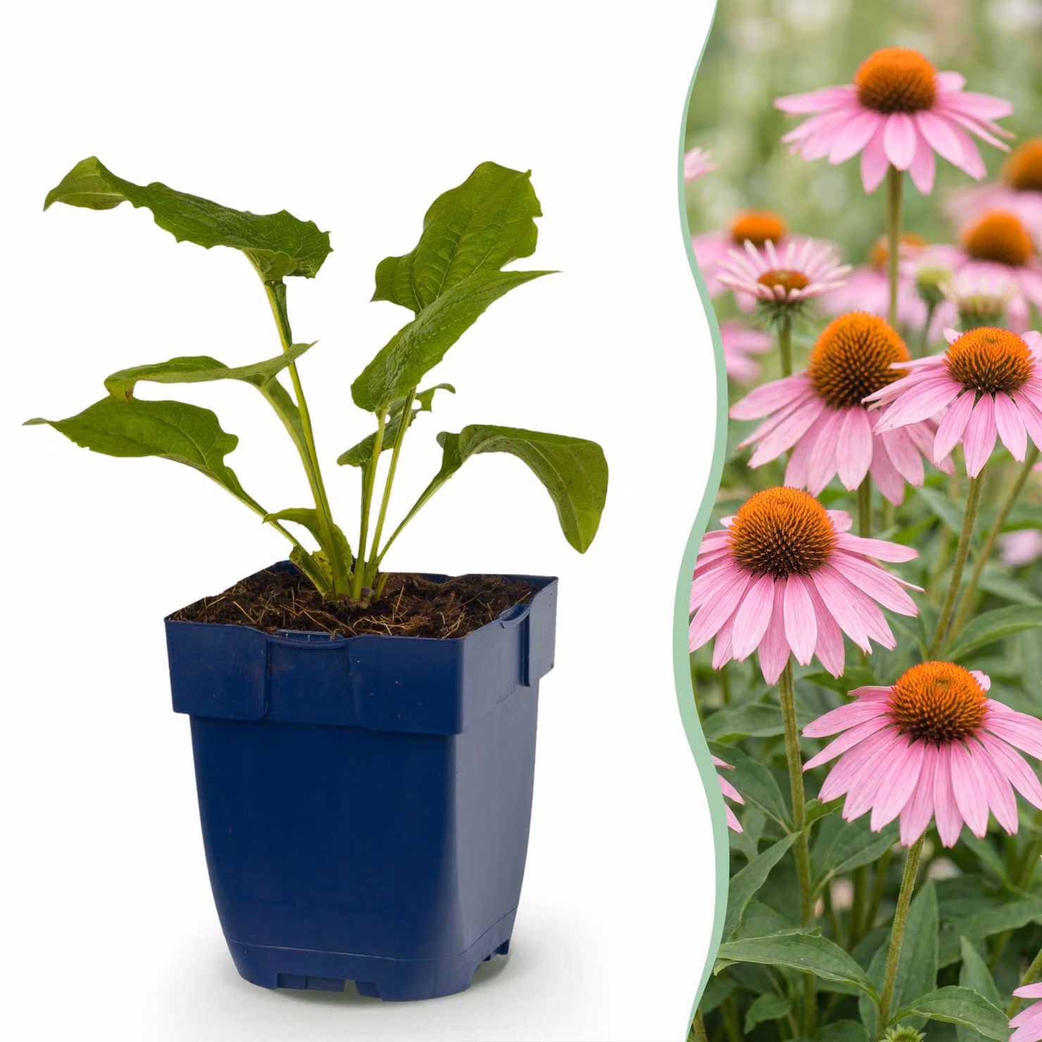 Echinacea purp. Magnus - Echinacea - Attira api e farfalle - Rosa - 6 piante - 15-25cm - Ø11cm - Pianta da giardino