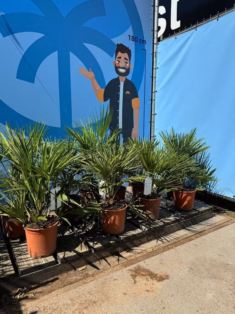 Chamaerops Humilis - Palma nana europea - Palma sempreverde resistente - Altezza 60 cm vaso incluso