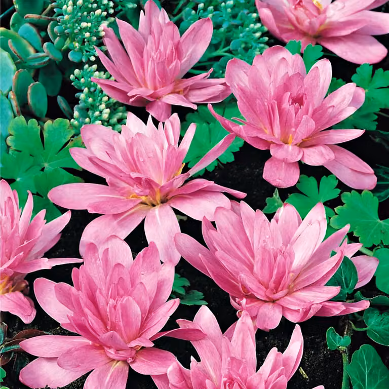 Colchicum, bulbi, fiori, piante autunnali, Ninfea, 1 pezzo.