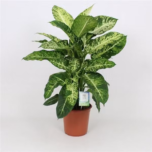Dieffenbachia Mars 60-70 cm Pianta verde Pianta da appartamento