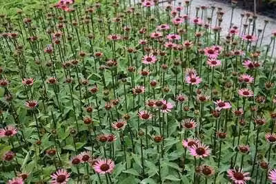 6 x Echinacea purp. 'Little Magnus'® - fiore di conifera - vaso 9 x 9 cm