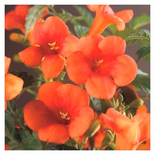 Campsis radicans (tromba rampicante rossa) circa 200 cm - Pianta rampicante