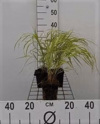 6 x Hakonechloa macra 'Aureola' - Japonica dorata - vaso 9 x 9 cm