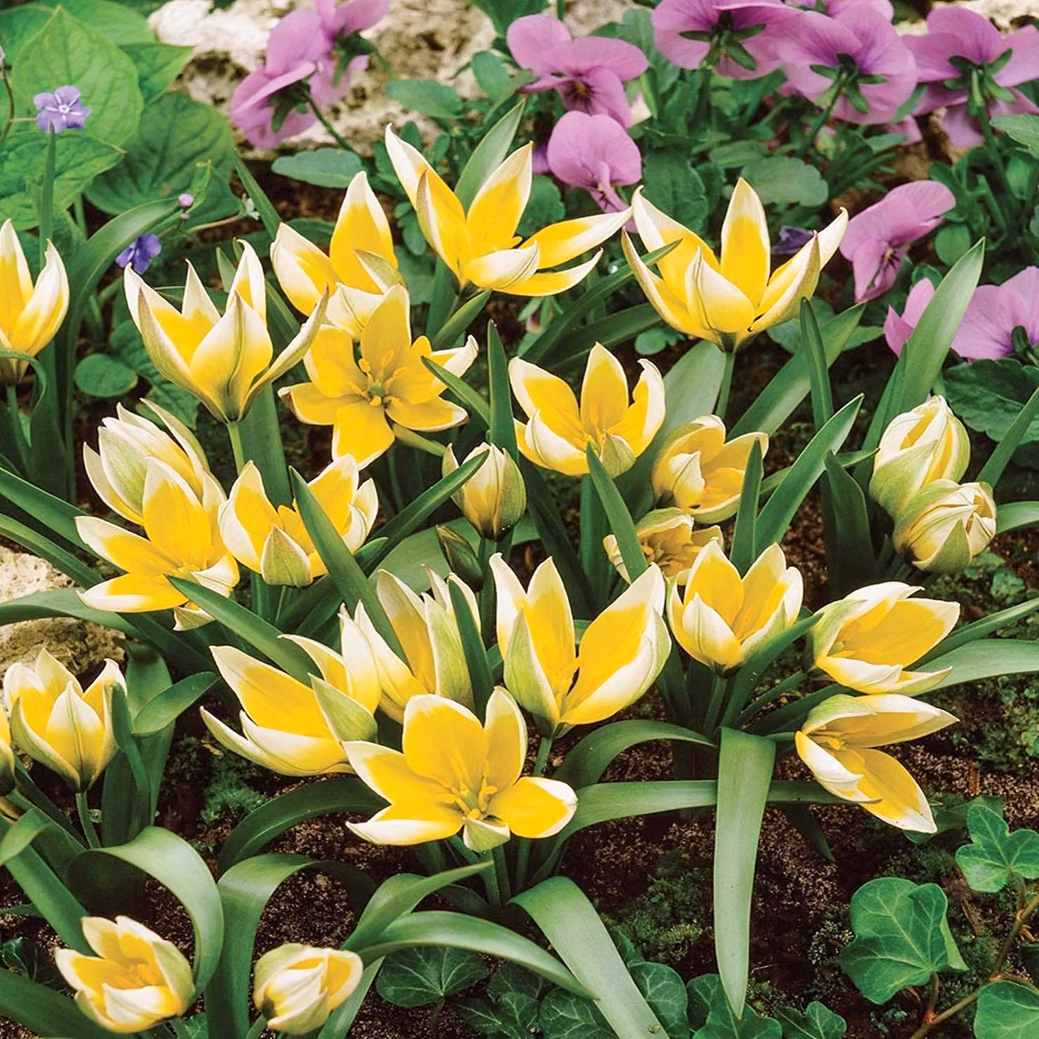 Tulipani Bulbi Fiori Botanici Tulipano Tarda 5 pz.