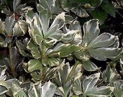 6 x Pachysandra term. 'Variegata' - Uomo denso - vaso 9 x 9 cm