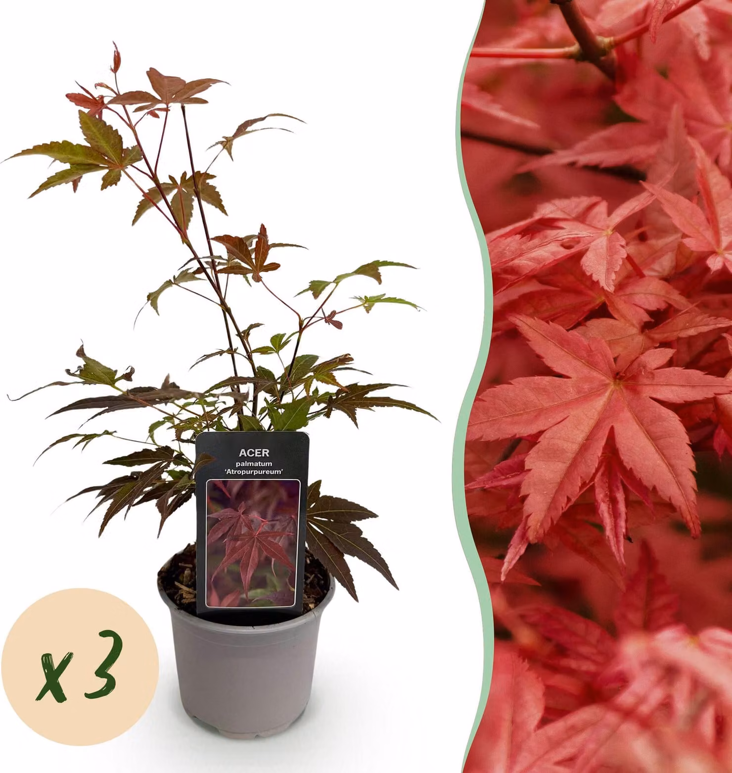 Acer palmatum Atropurpureum - Viola - 3 piante - Perdita di foglie - Bassa manutenzione - 25-35cm - Ø12cm - Pianta da giardino
