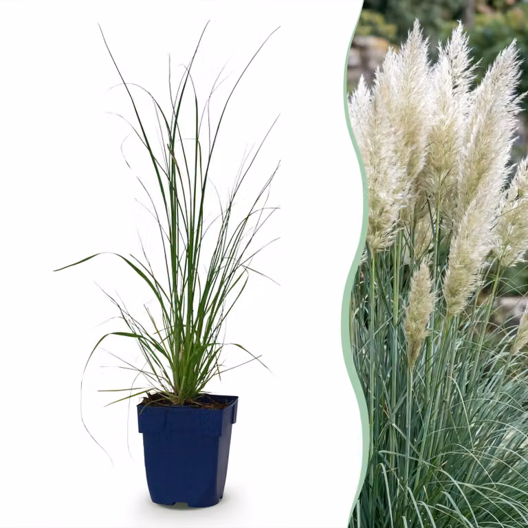 Cortaderia sell. Pumila - Erba della pampa nana - Con pannocchia - Grigia - 15-25cm - Ø11cm - Pianta da giardino