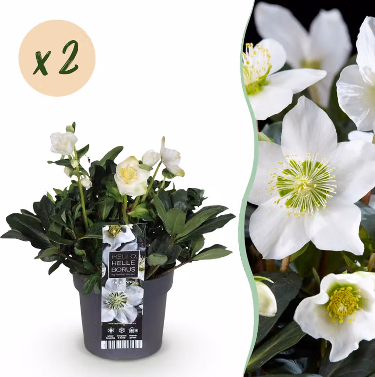 Rosa di Natale - Helleborus Christmas Carol - Fiore bianco -2 Piante - Sempreverde - 25-35cm - Ø17cm - Pianta da giardino