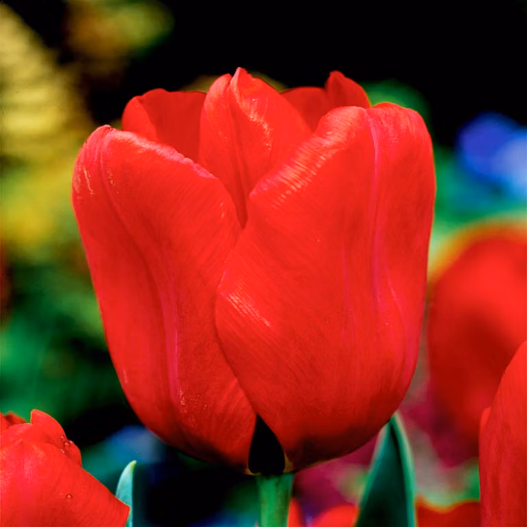 Tulipani Bulbi Bulbi Fiori Trionfo Tulipano Seadov 5 pz.