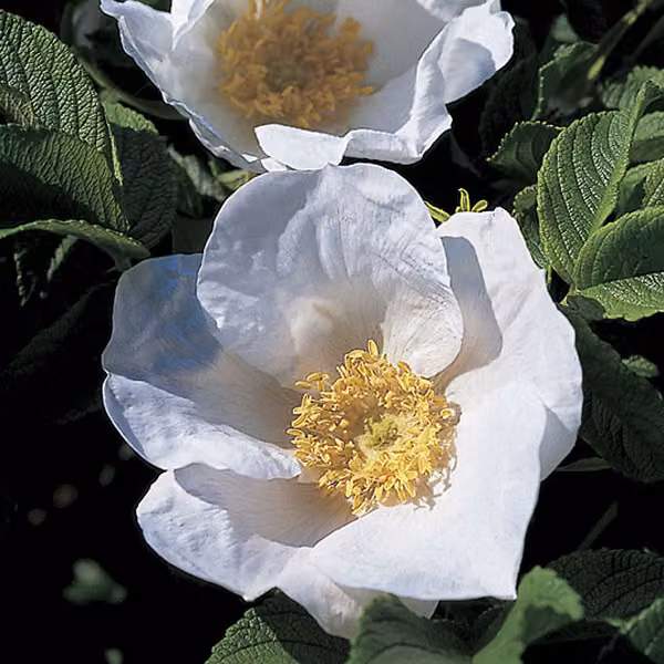 2 piante di Rosa rugosa 'Alba' (Rosa rugosa 'Alba'), varietà "Apfel-Kartoffel-Rose Alba", in vaso | altezza: 40-60 cm