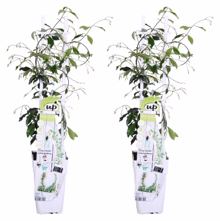 2X - Trachelospermum 'Star Of Venice' - ↨65Cm - Ø15