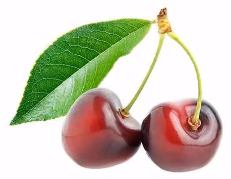 Ciliegia dolce 'Van' autoimpollinante Prunus avium Van