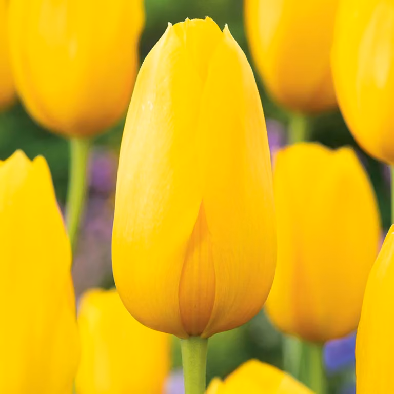 Tulipani Bulbi Fiori Tulipano gigante Muscadet 5 pz.