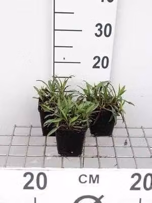 6 x Aster n.-b. 'Patricia Ballard' - Aster autunnale - vaso 9 x 9 cm