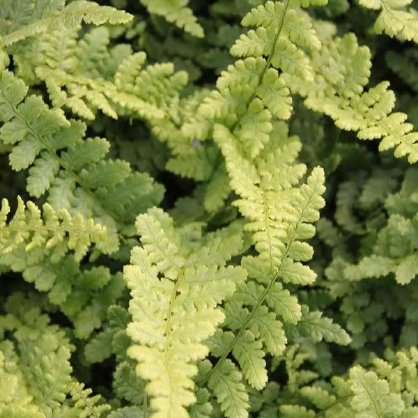 6 piante di *Dryopteris affinis* 'Pinderi' (Goldschuppen Farn), in vaso da 9x9 cm