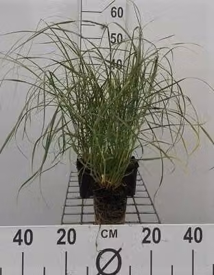 6 x Pennisetum villosum - Erba a setole ispide - Vaso 9 x 9 cm