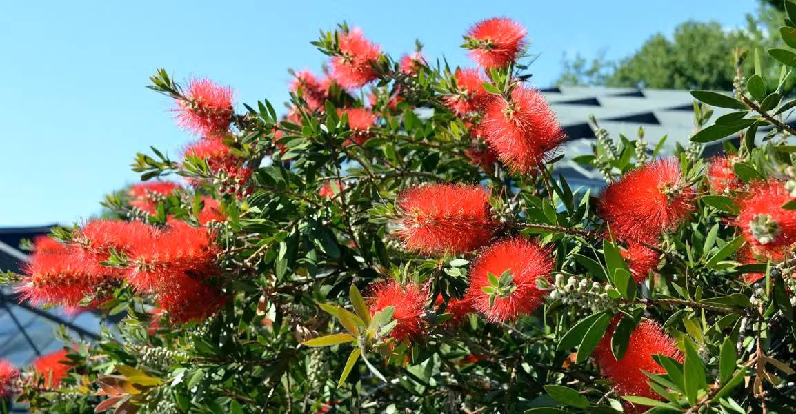Intonaco cilindrico rosso carminio - Callistemon Splendens Fusto 80-120 cm - Pianta da vaso