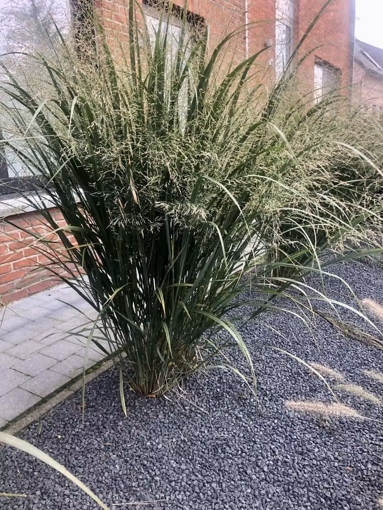 6 x Panicum virgatum 'Northwind' - Fingerhut im 9x9cm Topf