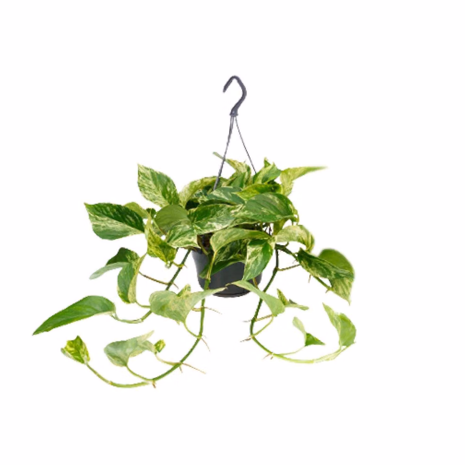 Meergroothandel Epipremnum Marble Queen (Scindapsus) - 25 cm, Ø15 cm