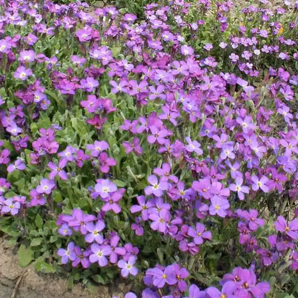 6 piante di Aubrieta 'Whitewell Gem' (Blaukissen) | Vaso da 9x9 cm