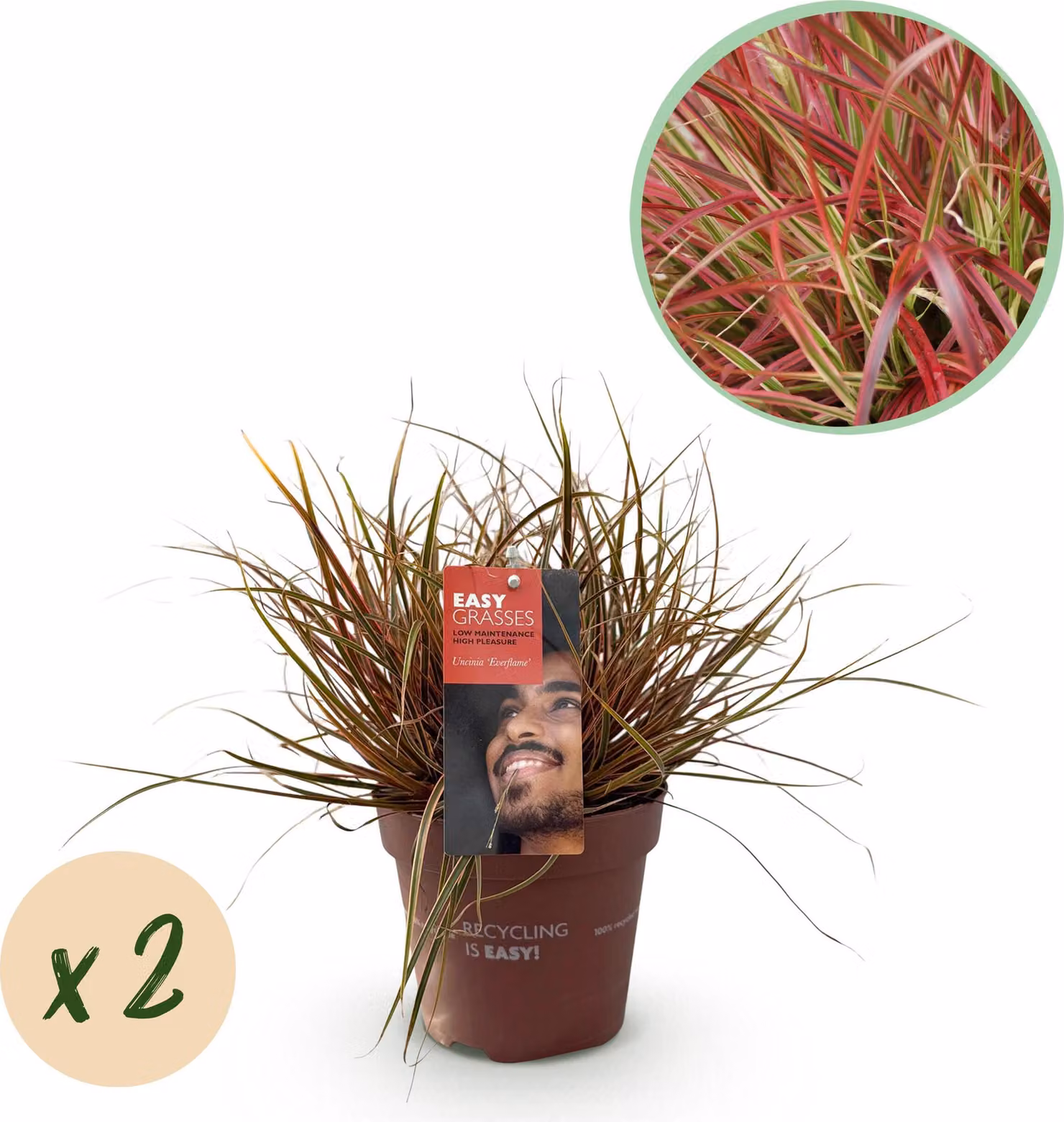 Erbe ornamentali - Uncinia rubra Everflame - Rosso - 2 Piante - Sempreverde - Bassa manutenzione - 40-50cm - Ø17cm - Pianta da giardino