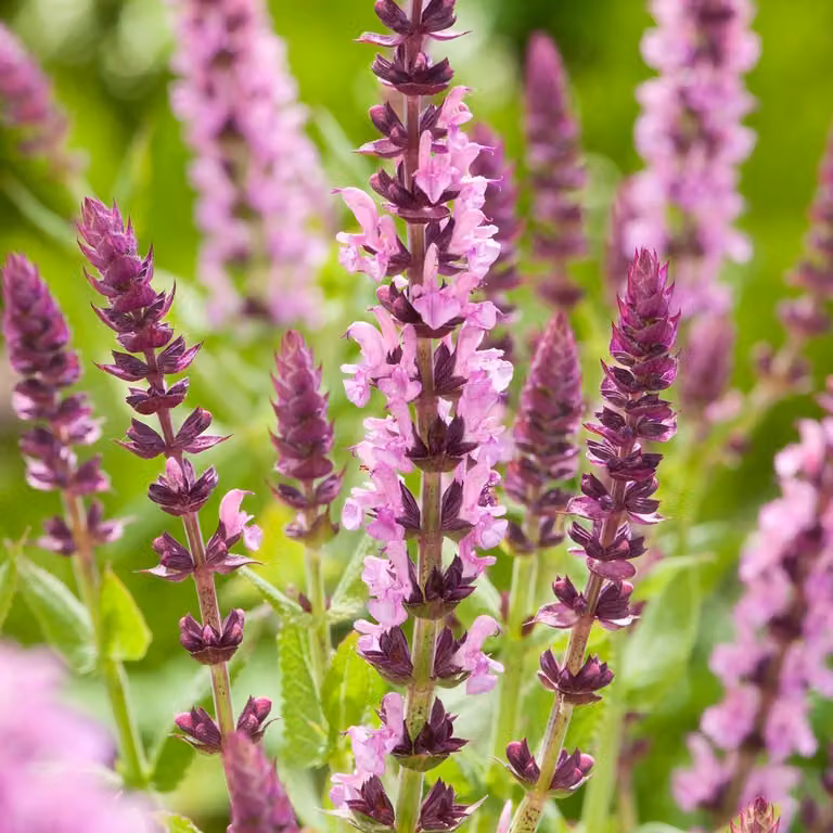 6 piante di Salvia microphylla 'Salvinio Pink', in vaso da 9x9 cm