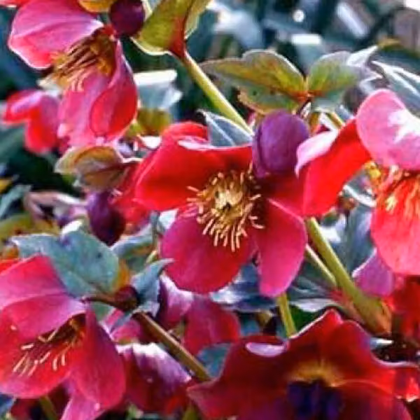 6 piante di Schneerose (Helleborus orientalis 'Red Lady') | Vaso da 9x9 cm