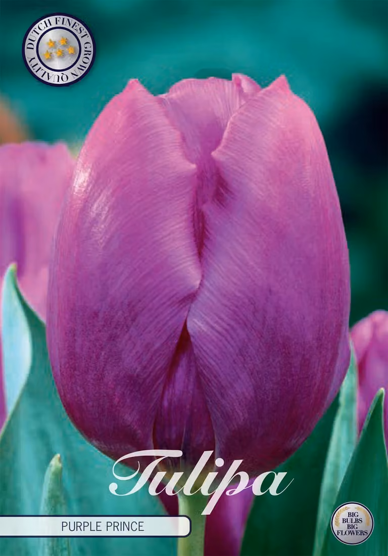 Tulipano Purple Prince (10 pezzi) | Bulbi di tulipano di Sam van Schooten