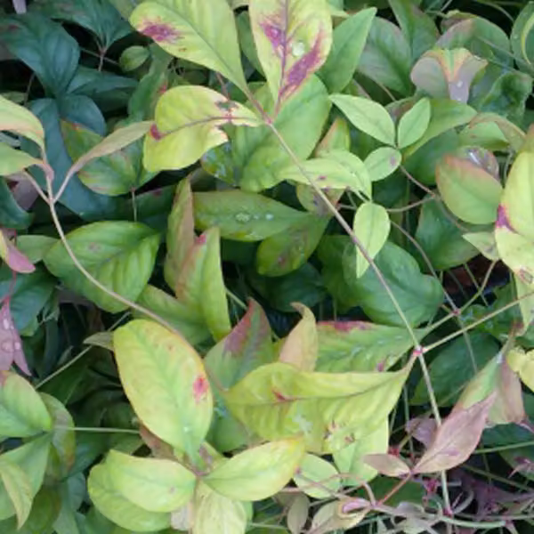 2 piante di "Heiliger Bambus" (Nandina domestica 'Firepower'), altezza 25-30 cm, in vaso