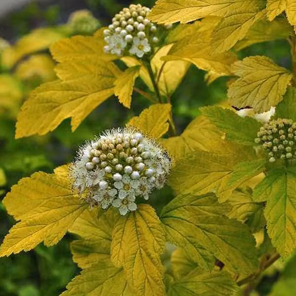 2 piante di Physocarpus opulifolius 'Dart's Gold' | Altezza: 30-40 cm, fornite in vaso
