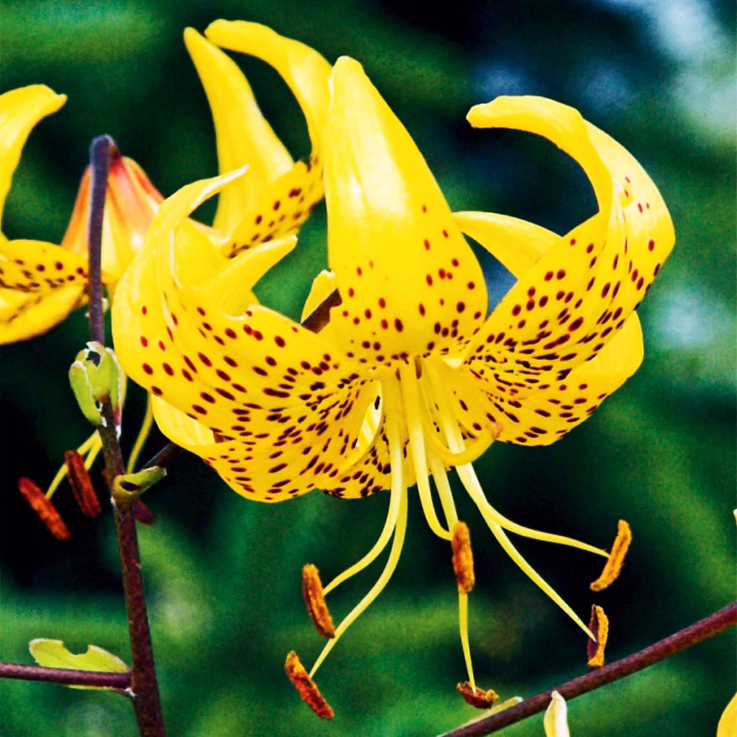 Gigli Bulbi da fiore Fiori Giglio tigrato Giallo tigrato 1 pz.