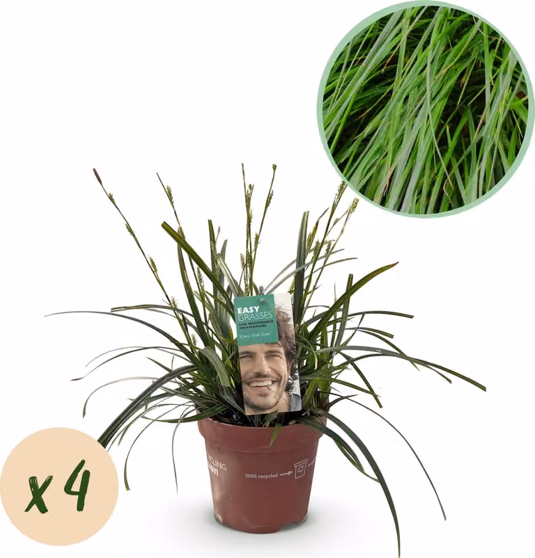 Erbe ornamentali - Carex oshimensis Verde intenso - Verde - 4 piante - Sempreverde - Bassa manutenzione - 40-50cm - Ø17cm - Pianta da giardino