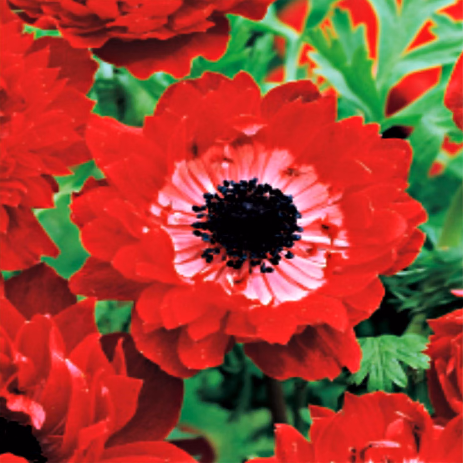 Bulbo di cipolla resistente all'inverno Fioritura primaverile Anemone Governor 10 pz.