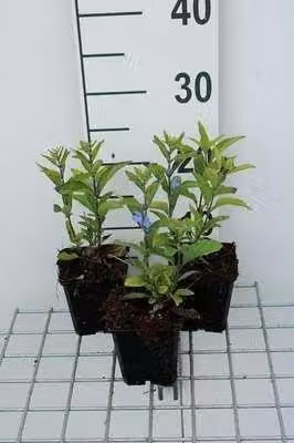 6 x Scutellaria incana - Erba casco - vaso 9 x 9 cm